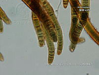 KT016 0003 Brasilonema sp..jpg