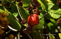 FBA0843 Anacardium occidentale.jpg