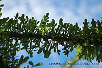 PJ016 0358 Crescentia alata.JPG