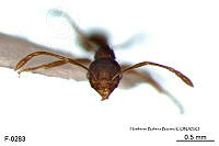 ME006 Hormi 0333 Pheidole punctatissima.jpg