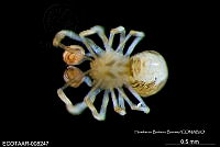 ME006 araña 0032 Calodipoena colima.jpg