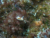 NE018 0861 Felimare picta.jpg