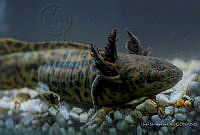 IMDOC2244 Ambystoma andersoni.jpg