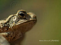 AV003 incilius valliceps.jpg