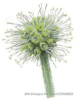 ADDLT0004 Conocarpus erectus var. sericeus.JPG