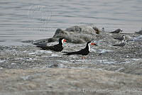 HJ6- 0223- Chlidonias niger, Rynchops niger.jpg