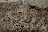 HOS073 Hypsiglena jani ssp. texana.jpg