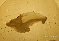 RE006 0012 Medidas Totoaba_2..tif