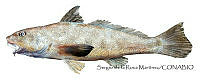 SRM0069 Menticirrhus panamensis.jpg
