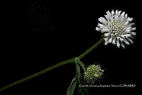 Huitz 0002 Melanthera nivea.jpg