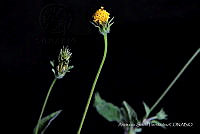 JDA D 00608 Bidens pilosa.jpg