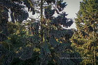 IDG1862 Danaus plexippus.jpg