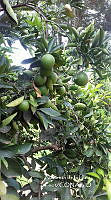 ZG012 0007 Citrus aurantium.jpg