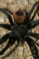 IMDOC1912 Brachypelma epicureanum.jpg