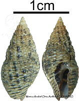 KT014 0719 Costoanachis hilli.JPG