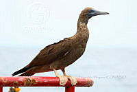 HJ6- 0055- Sula leucogaster.jpg