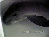 NBA0016 Phocoena sinus.jpg