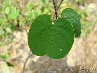 SHSM0008 Bauhinia divaricata.jpg
