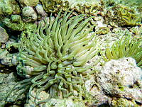 NE018 0489 Condylactis gigantea.jpg