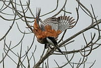 JRRO0391 Megaceryle torquata.jpg