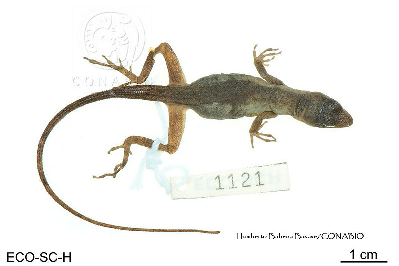 ME006%20herp%20SCLC%200259%20Anolis%20matudai%20 %20Smith%2C%201956.jpg.rSeE6 b1Mblv eVhQA3g0JtbmFja29CbnFuZ3NAbXJ6LGtwZwA.zM OZzkapJ