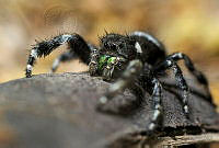 SLP07 Phidippus audax.jpg