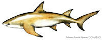 RAA0058 Negaprion brevirostris.jpg