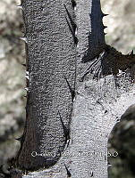 OTVBK029 0068 Acacia subangulata.jpg