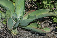 ZAPF0445 Echeveria gibbiflora.jpg