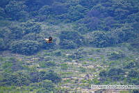 JAOO004 Aquila chrysaetos.tif