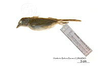 ME006 Aves 0683 Arremonops rufivirgatus.jpg