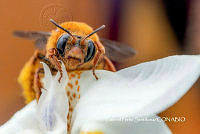 MN6PG0216 Peponapis pruinosa.jpg