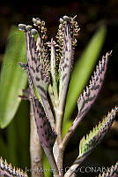 IMDOC0004 Kalanchoe delagoensis.jpg