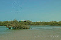 NBA0095 Avicennia germinans.jpg