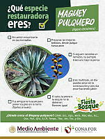 1. Maguey pulquero.png
