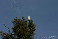 CEOV0063 Elanus leucurus.jpg