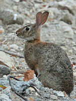 MCS IM0090 Sylvilagus graysoni graysoni.jpg