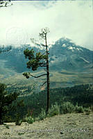 FGM3103 Pinus hartwegii.JPG