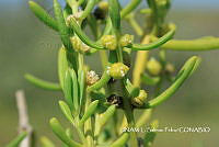 JF078 0062 Batis maritima.jpg