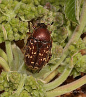 VHHT100 Euphoria leucographa.jpg
