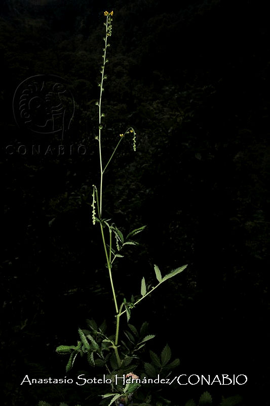 JDA%20D%2003392%20Agrimonia%20pringlei.jpg.nSiylL31MekhlUVjQA3g0JtbmFja29CbnFuZ3NAbXJ6LGtwZwA.hUvyjL8QM8