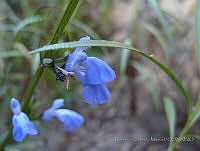 FCM296 Salvia azurea.jpg