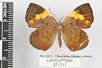 JF018 0670 Hypophylla zeurippa.jpg