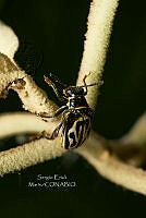 SM0529 Coleoptera.jpg
