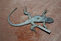 GCG0210 Uta stansburiana.jpg