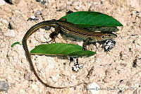 HBB0061 Aspidoscelis maslini.jpg