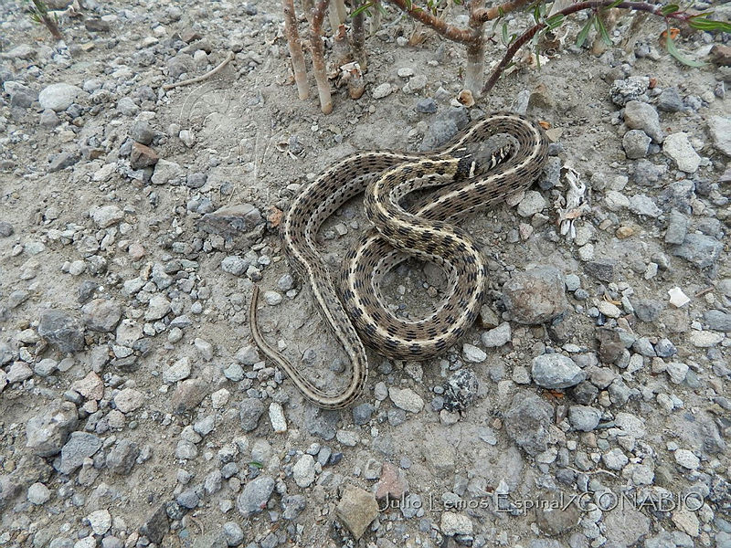 JLE0038%20Thamnophis%20marcianus.jpg.iSfjjIz0MVGlp6VhQA3g0JtbmFja29CbnFuZ3NAbXJ6LGtwZQA.4X12fHn5vI