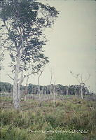 FGM2396 Manilkara zapota.jpg