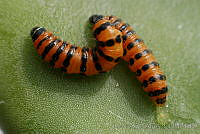 OIEA0013 Cactoblastis cactorum.jpg