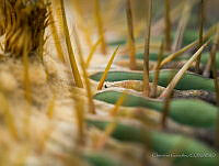 CG02 Mammillaria sp..JPG